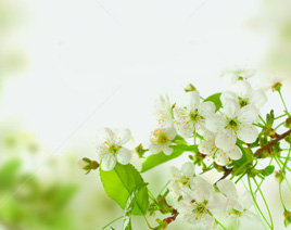 banner-1